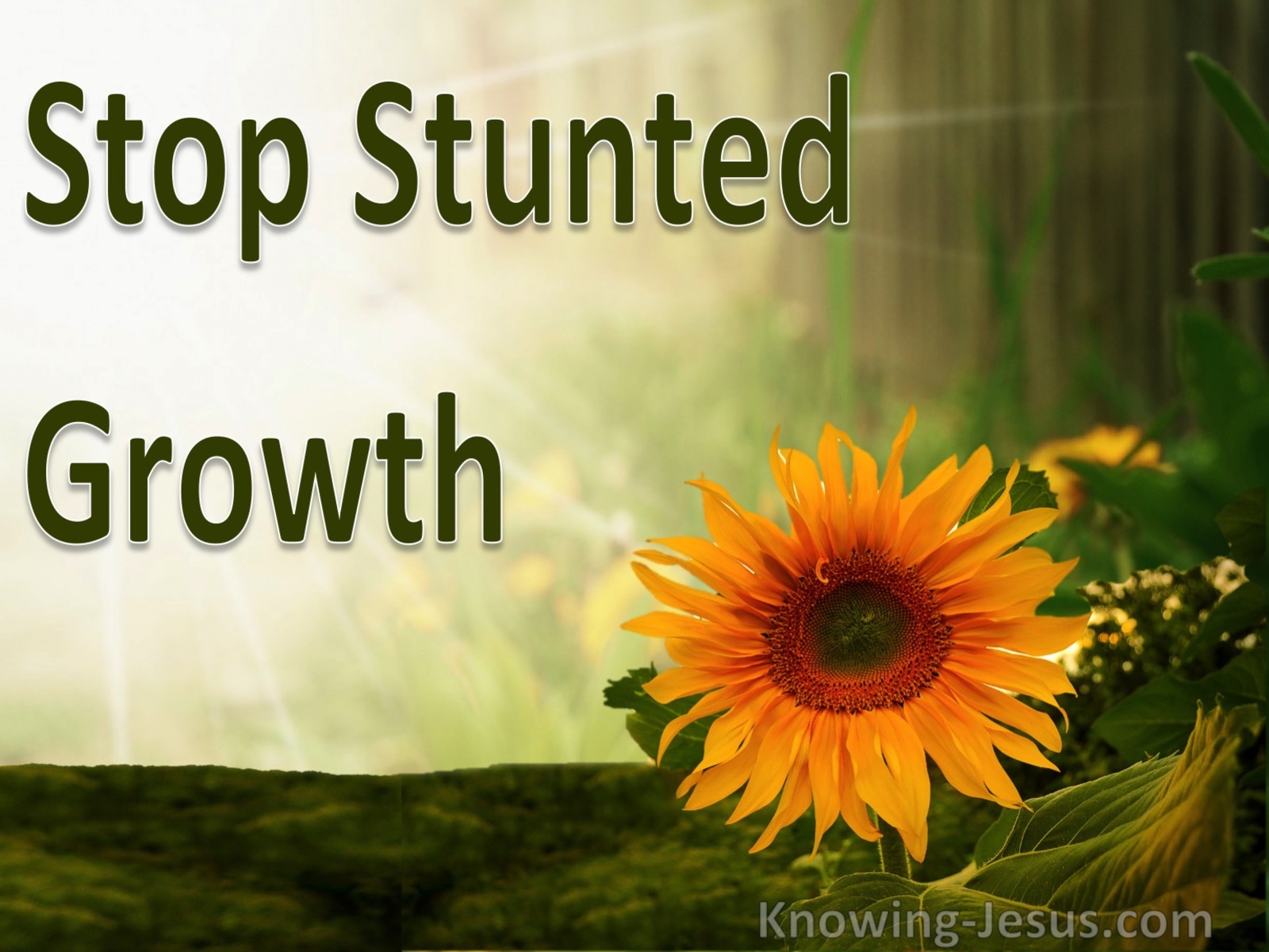 Stop Stunted Growth (devotional)04-13 (green)